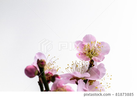 Photo of pink plum blossoms on white background 81873885