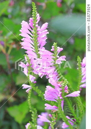 Flower in full bloom Toranoo flower Flower in full bloom Toranoo flower 81873924