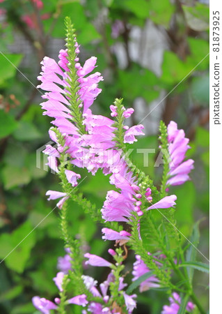 盛開虎尾花的花 81873925