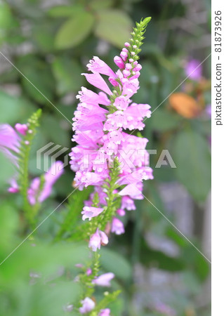 Flower in full bloom Toranoo flower Flower in full bloom Toranoo flower 81873926