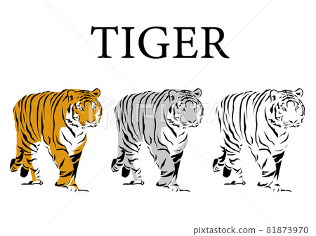 老虎的插圖 老虎的插圖 81873970