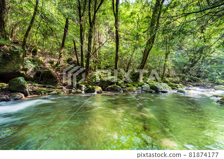 Beautiful scenery of Kikuchi Gorge in early autumn Beautiful scenery of Kikuchi Gorge in early autumn 81874177