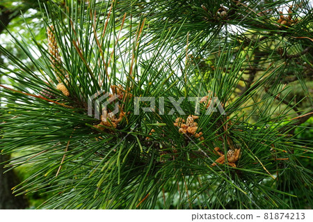 Pine tree Japan Pine tree Japan 81874213