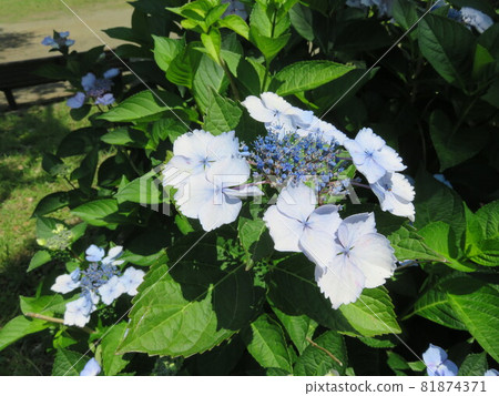 Blue forehead hydrangea Blue forehead hydrangea 81874371