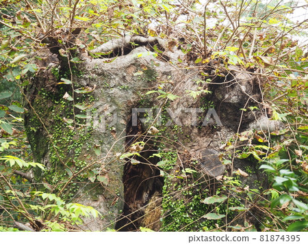 Sprouts from dead trees 81874395