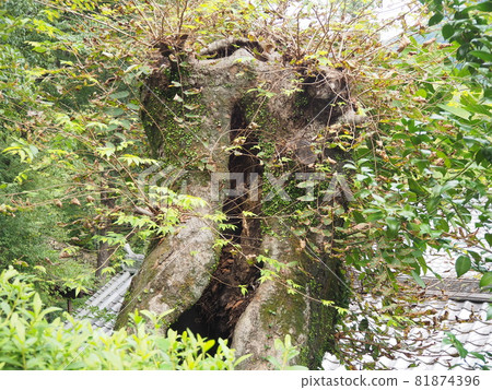 Sprouts from dead trees 81874396