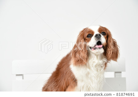 Simple portrait of cavalier Simple portrait of cavalier 81874691