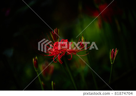 This year is also the season when Higanbana blooms This year is also the season when Higanbana blooms 81874704