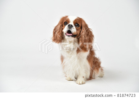 Simple portrait of cavalier Simple portrait of cavalier 81874723