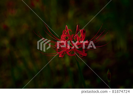 This year is also the season when Higanbana blooms This year is also the season when Higanbana blooms 81874724