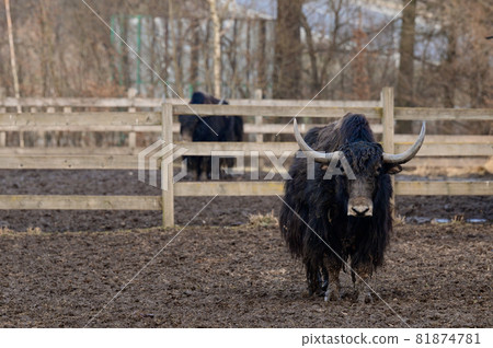 Tibetan yak in a zoo, herbivorous and large animal with horns. Tibetan yak in a zoo, herbivorous and large animal with horns. 81874781