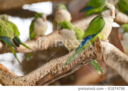 monk parrot in zoo cages, colorful and funny birds, heat-loving birds. monk parrot in zoo cages, colorful and funny birds, heat-loving birds. 81874786