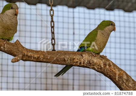 monk parrot in zoo cages, colorful and funny birds, heat-loving birds. monk parrot in zoo cages, colorful and funny birds, heat-loving birds. 81874788