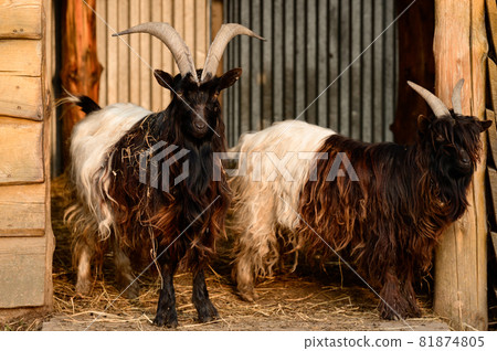Welsh goat with large and sharp horns, a zoo with unusual animals. 81874805