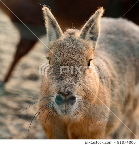 Dolichotis patagonum in the zoo, an animal of the genus Rodent. 81874806