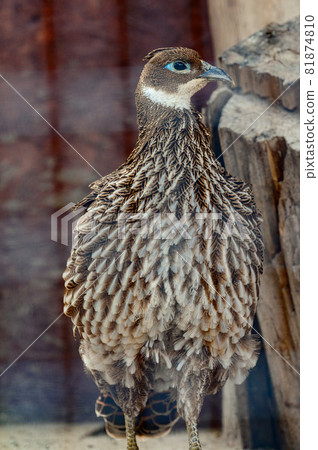 Quail, a bird in a cage, a family of pheasants. Quail, a bird in a cage, a family of pheasants. 81874810