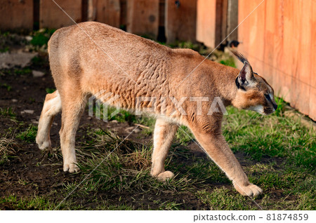 Close up of a caracal, a rare species of cat. 81874859