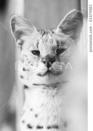Serval cat in the Ukrainian zoo, a rare species of cat. 81874861