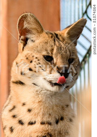 Serval cat in the Ukrainian zoo, a rare species of cat. Serval cat in the Ukrainian zoo, a rare species of cat. 81874864