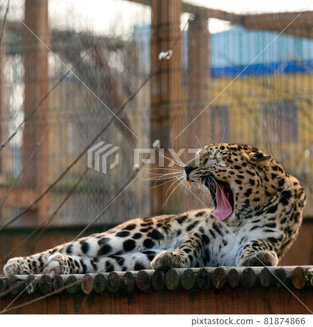 Spotted African leopard, wild and big pussy in the zoo. 81874866