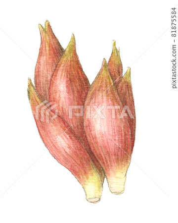 Myoga 水彩鉛筆插圖 81875584