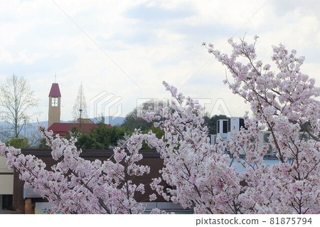 櫻花和鍾樓的鐘聲，春天來了 81875794