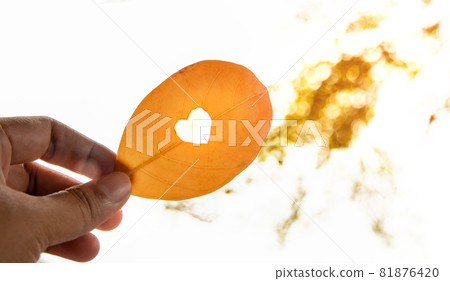 Life and Harmony Concept, Closeup of Hand holding a Leaf cut out as Heart in Sunny Day. Low Angle View shot Life and Harmony Concept, Closeup of Hand holding a Leaf cut out as Heart in Sunny Day. Low Angle View shot 81876420
