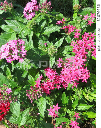 粉紅色的花 (pentas) 81876686