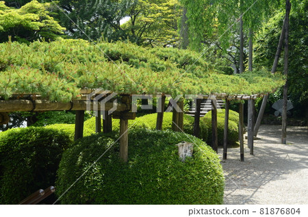 Yuryu no Matsu at Yoshiminedera Temple in Kyoto Yuryu no Matsu at Yoshiminedera Temple in Kyoto 81876804