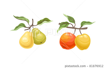 Pear and Apple Branch with Hanging Ripe Pomaceous Fruit Vector Set Pear and Apple Branch with Hanging Ripe Pomaceous Fruit Vector Set 81876912