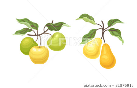 Pear and Apple Branch with Hanging Ripe Pomaceous Fruit Vector Set Pear and Apple Branch with Hanging Ripe Pomaceous Fruit Vector Set 81876913