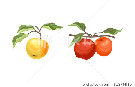 Apple Branch with Hanging Ripe Pomaceous Fruit Vector Set Apple Branch with Hanging Ripe Pomaceous Fruit Vector Set 81876919