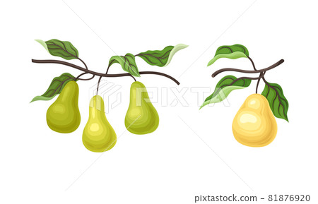 Pear Branch with Hanging Ripe Pomaceous Fruit Vector Set Pear Branch with Hanging Ripe Pomaceous Fruit Vector Set 81876920
