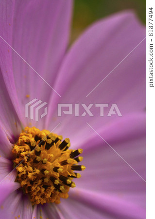 水戶市坂佐川公園的秋季櫻花 水戶市坂佐川公園的秋季櫻花 81877494