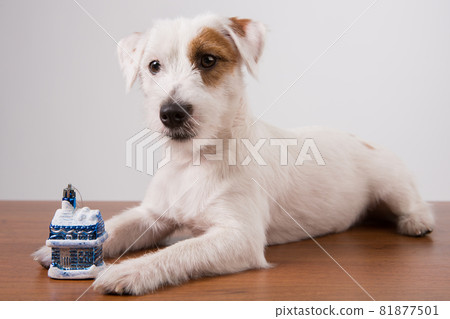 white cute puppy jack russell, close-up, between the paws holds a toy house, the concept 81877501