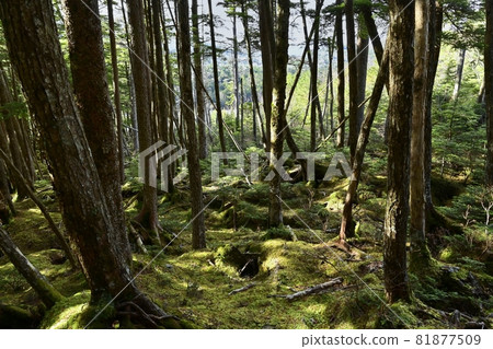 Mossy virgin forest around Shirakoma Pond Mossy virgin forest around Shirakoma Pond 81877509