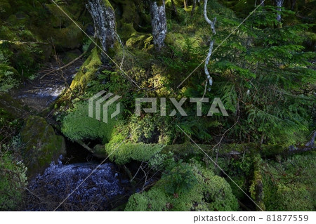 Frost pillars in the mossy virgin forest around Shirakoma Pond 81877559