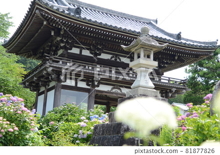 Hydrangea of Kannonji Temple in Fukuchiyama, Kyoto Hydrangea of Kannonji Temple in Fukuchiyama, Kyoto 81877826