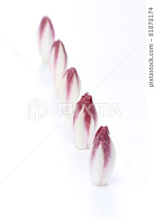 Clean red chicory with white background, endive, endive, endive, chicory. Clean red chicory with white background, endive, endive, endive, chicory. 81878174