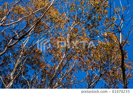 Sayama Hills Small fish forest area Sayama Hills Small fish forest area 81878235