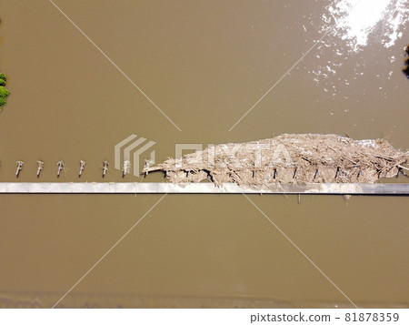 Negai Bridge, a submersible bridge adjacent to a row of cherry blossom trees near the embankment of the Hiikawa River in Kisuki-cho, Unnan City, Shimane Prefecture, after a heavy rain from a bird's perspective Negai Bridge, a submersible bridge adjacent to a row of cherry blossom trees near the embankment of the Hiikawa River in Kisuki-cho, Unnan City, Shimane Prefecture, after a heavy rain from a bird's perspective 81878359