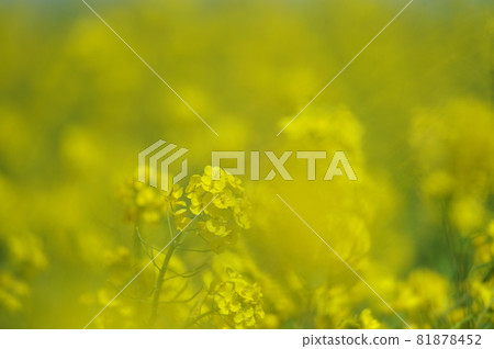 Rape field I saw someday Rape field I saw someday 81878452