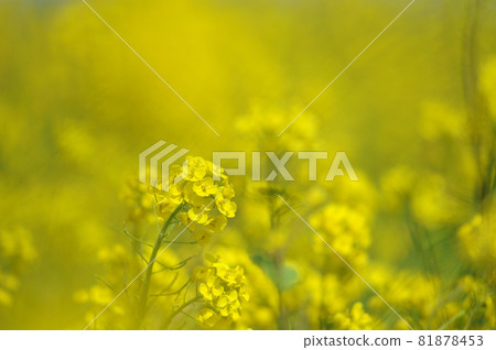 Rape field I saw someday Rape field I saw someday 81878453
