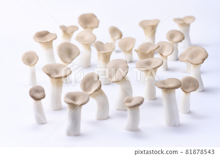 King trumpet with a white background and cleanliness 81878543