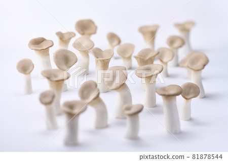King trumpet with a white background and cleanliness 81878544