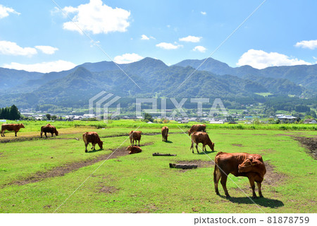 South Aso scenery Aso red cow grazing red cow Minamiaso village, Kumamoto prefecture 81878759