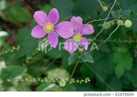 Pink anemone that blooms adorably in the shade of a tree Pink anemone that blooms adorably in the shade of a tree 81879084