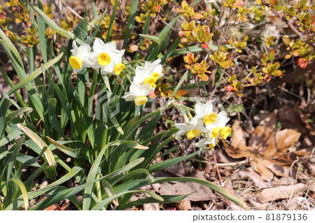 Natural daffodils Natural daffodils 81879136