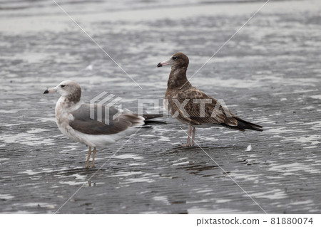 Black-tailed gull staring offshore with young birds on a sandy beach with low tide Black-tailed gull staring offshore with young birds on a sandy beach with low tide 81880074