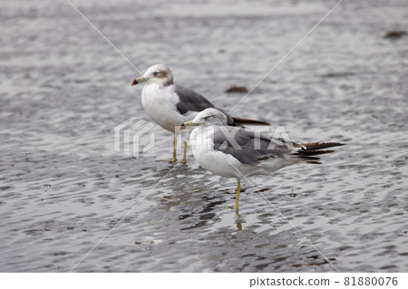 Black-tailed gull staring offshore on a sandy beach with low tide Black-tailed gull staring offshore on a sandy beach with low tide 81880076